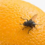 How Do I Get Rid Of Fruit Flies? Learn More from this post