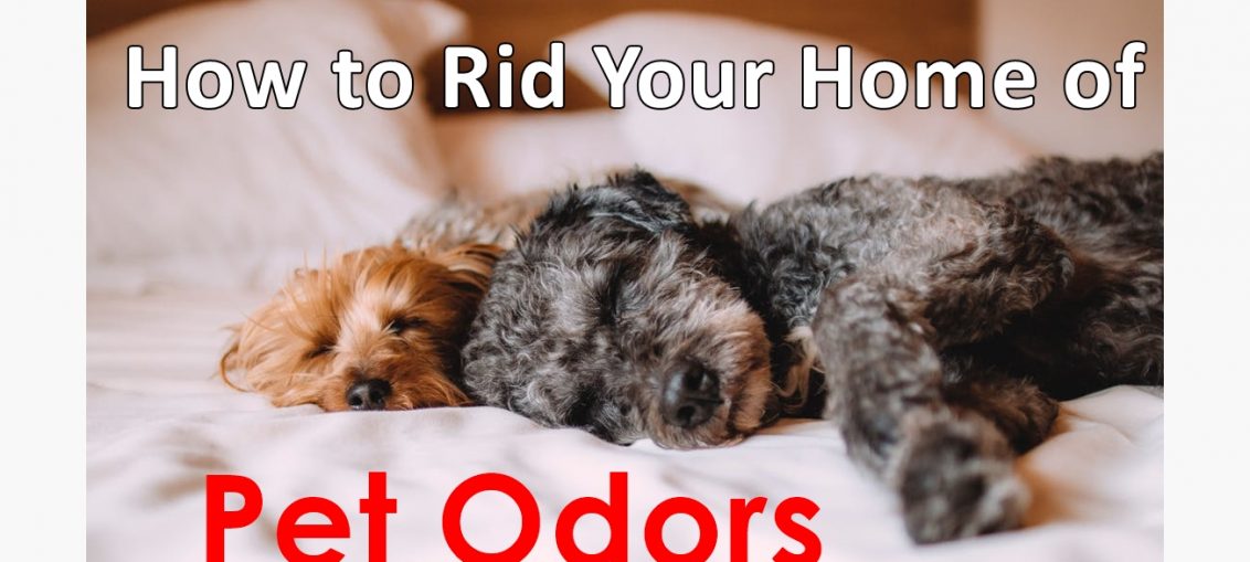 How to Rid Your Home of Pet Odors - WorthvieW