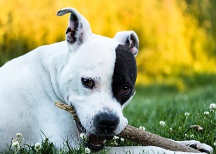 Why It’s Imperative to Properly Train Your Dog