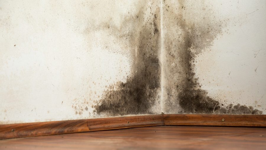 How To Get Rid Of Mould On Walls In The Bedroom Worthview