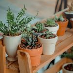 4 Tips for Getting Your Indoor Houseplants Growing and Healthy