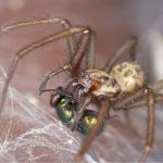 Avoiding Arachnids – What To Do When You Have A Spider Infestation