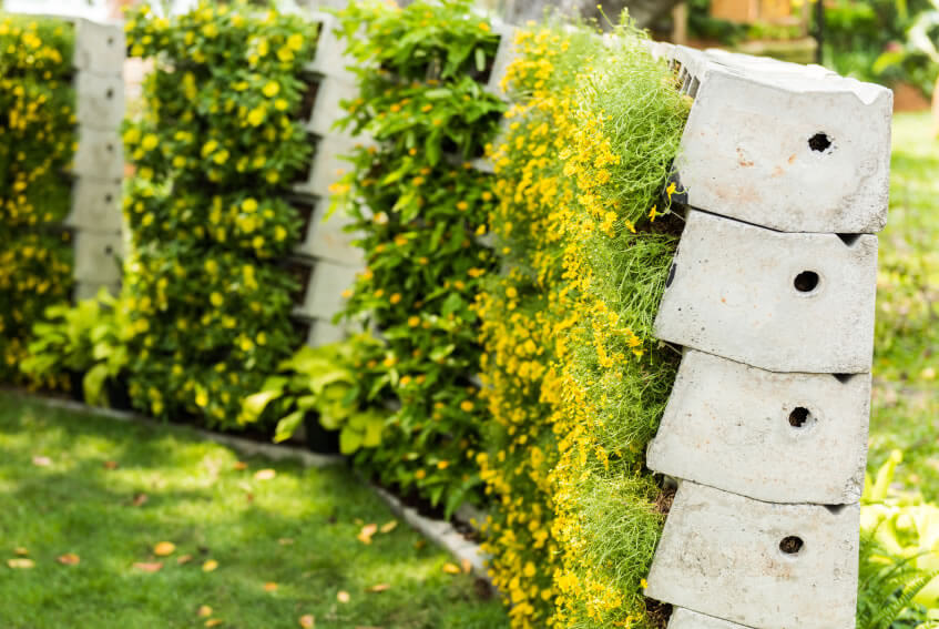 flowering plants