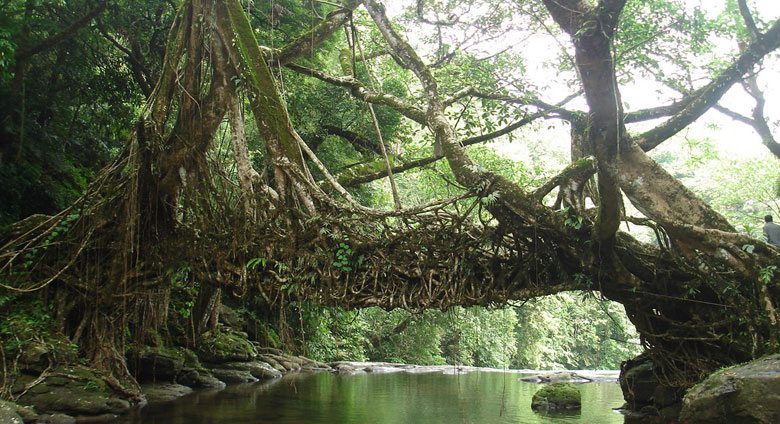 The Sacred Forests of Shillong