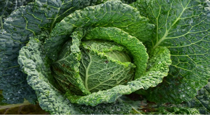 Cabbage