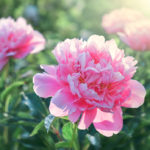 Use These Tried and True Flowering Peony and Perennials for Beautiful Blooms Every Year