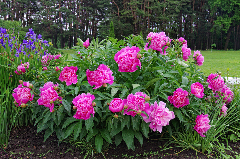 Flowering Peony