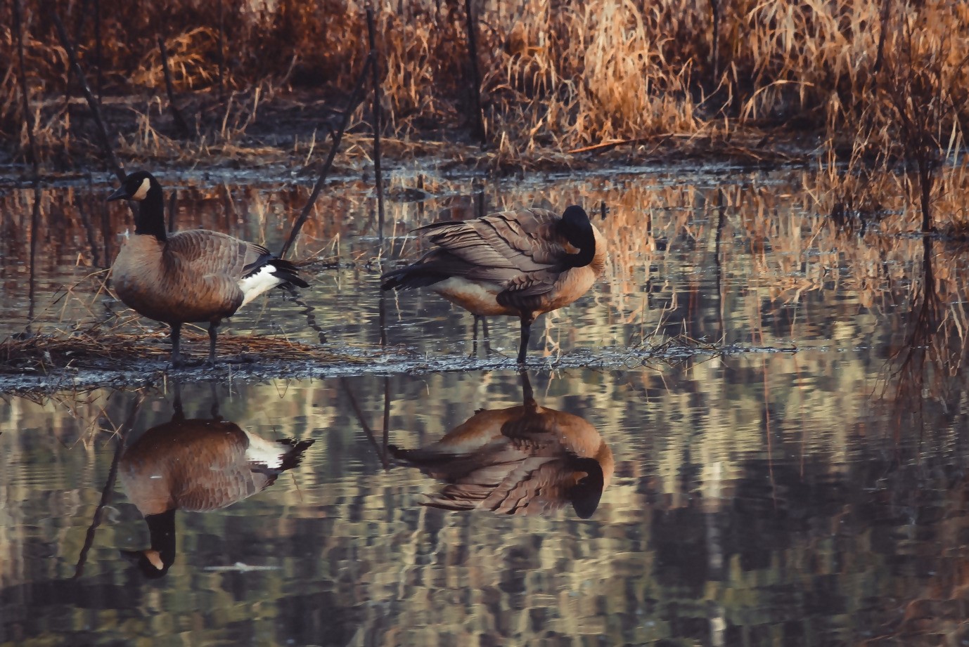 Duck Hunting Guide