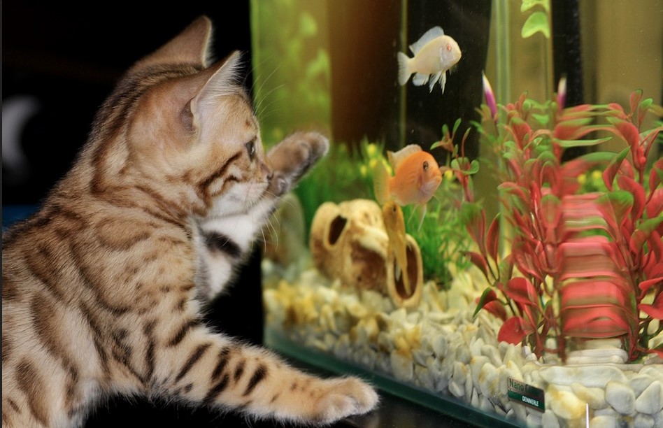 6 Crucial Considerations To Think About Before Starting A Fish Aquarium