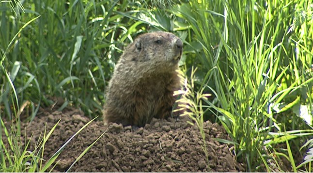 Groundhogs