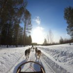 7 Dog Sledding Essentials for Beginners