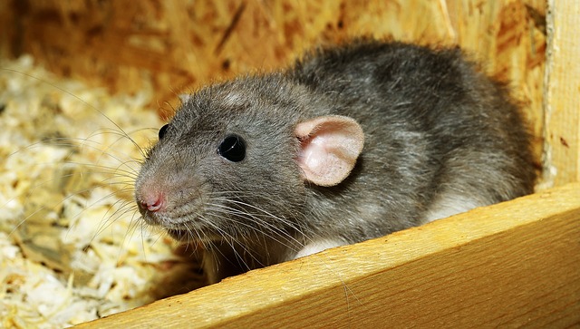 The Most Common Signs of A Rodent Infestation