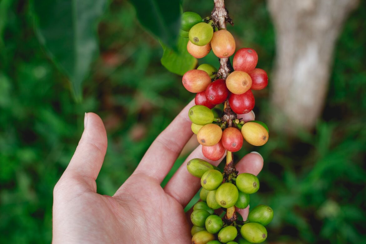 Everything That You Wish To Know About Services Offered By Kona Coffee Farm Tours