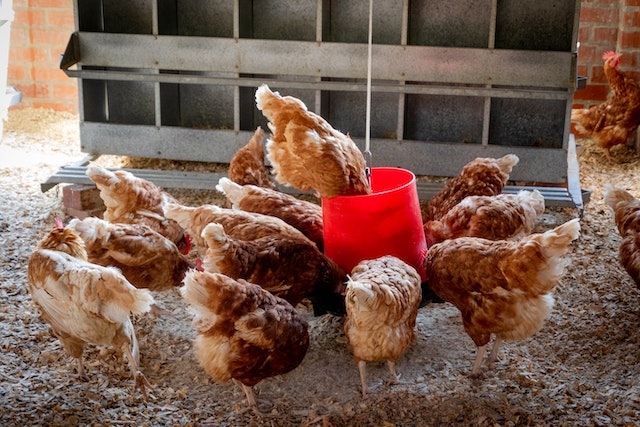 Essential Poultry Farming Equipment: A Beginner’s Guide