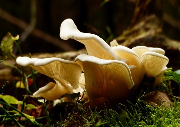 The Top Six Ways Mushroom Gummies Can Boost Your Immune System