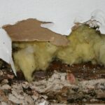 Identifying Mold Issues in Kansas City Homes