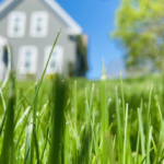 Secrets to a Lush Lawn