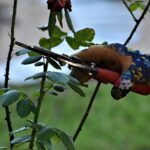 tree-pruning-services