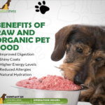 The Benefits and Risks of Transitioning to a Raw Diet for Dogs