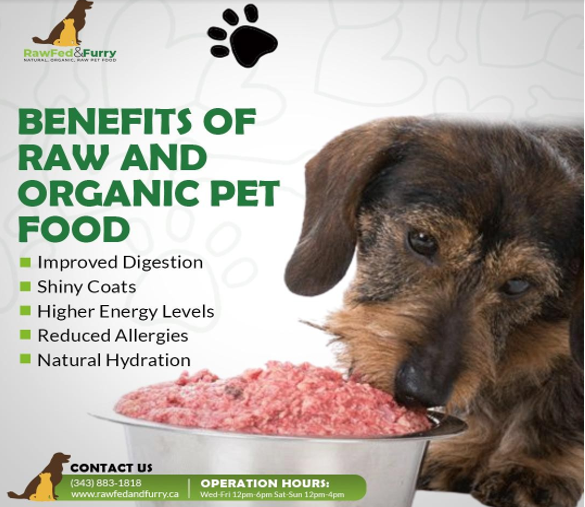 The Benefits and Risks of Transitioning to a Raw Diet for Dogs