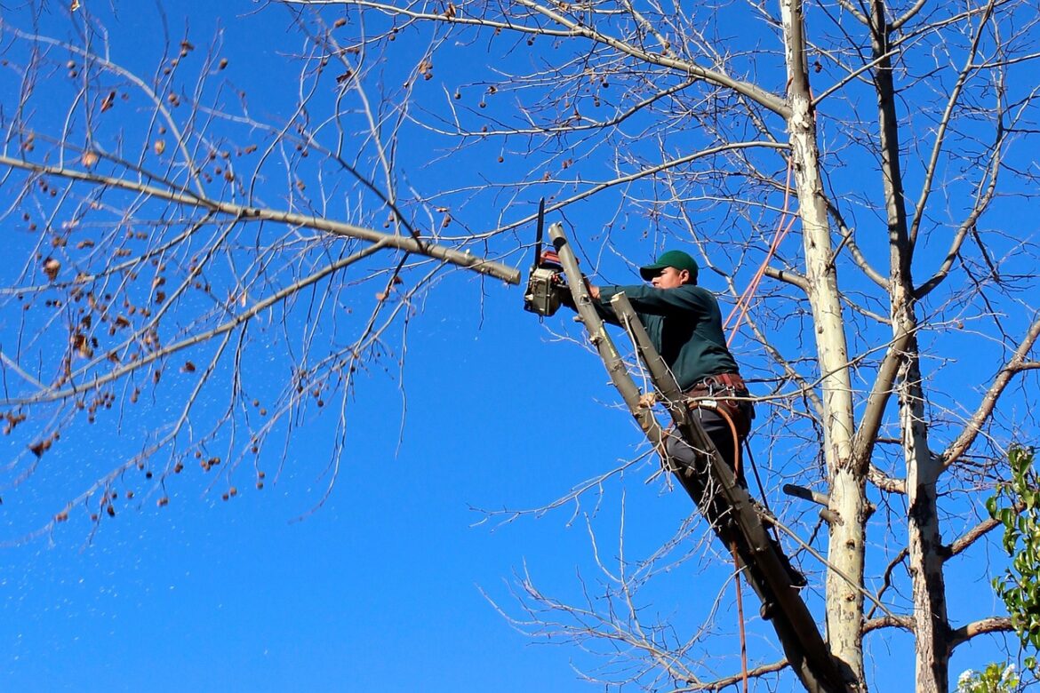 When to Call a Professional for Emergency Tree Removal Services