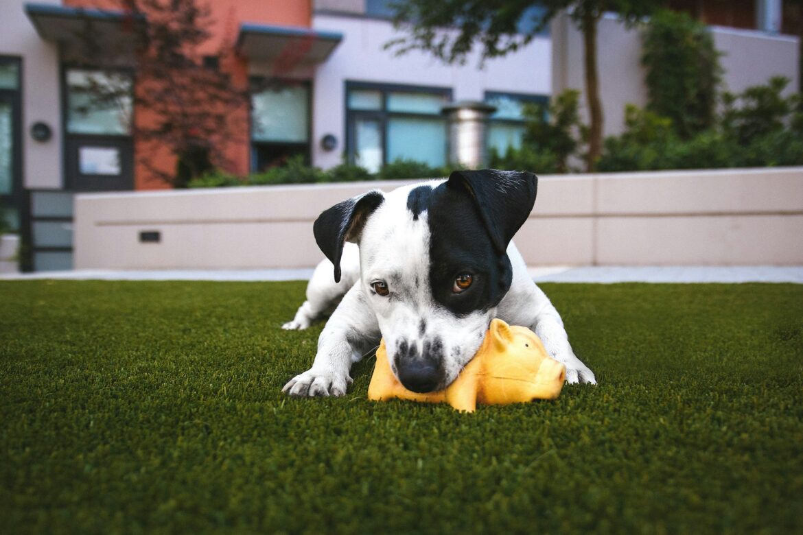 How a Dog Bite Lawyer Can Maximize Your Insurance Settlement