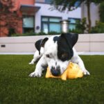 How a Dog Bite Lawyer Can Maximize Your Insurance Settlement