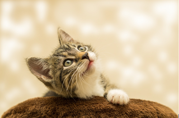 Paws for Thought: Protecting Your Precious Feline with the Best Cat Insurance