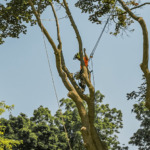 arborist