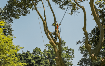 arborist