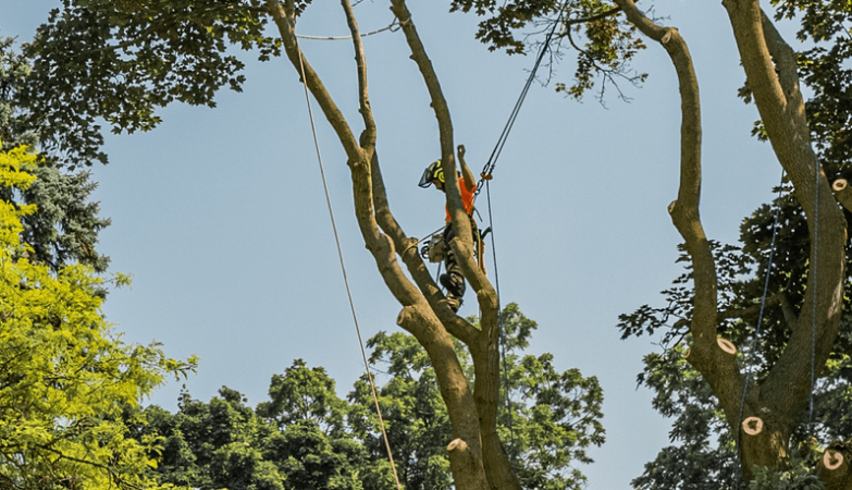 arborist