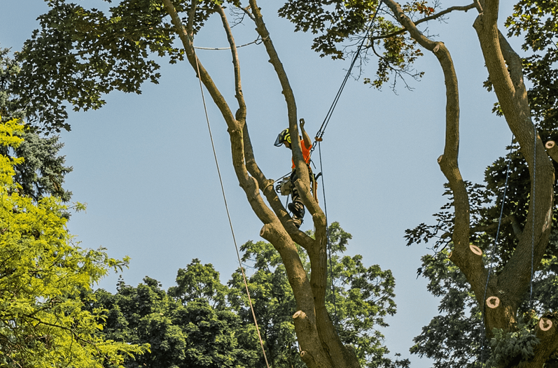 How to Choose Best Arborist for Your Garden in Toronto?