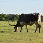 cow in the fields