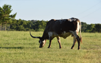 cow in the fields