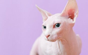 Sphynx Cat