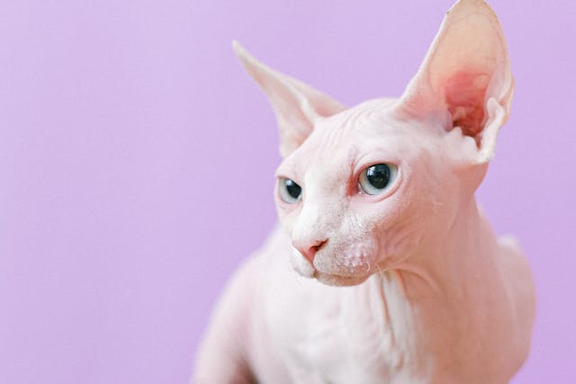 Sphynx Cat Care Secrets: Keeping Your Hairless Feline Happy