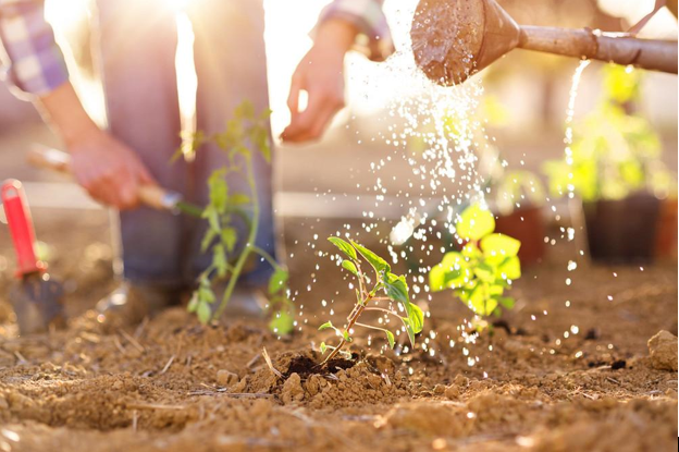 3 Reasons to Plant a Garden In Your Yard